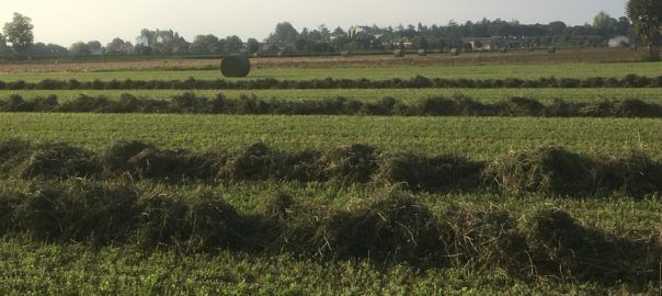 fieni bio e prati stabili azienda agricola biologica