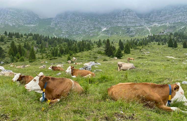 alpeggio mucche a malga montasio